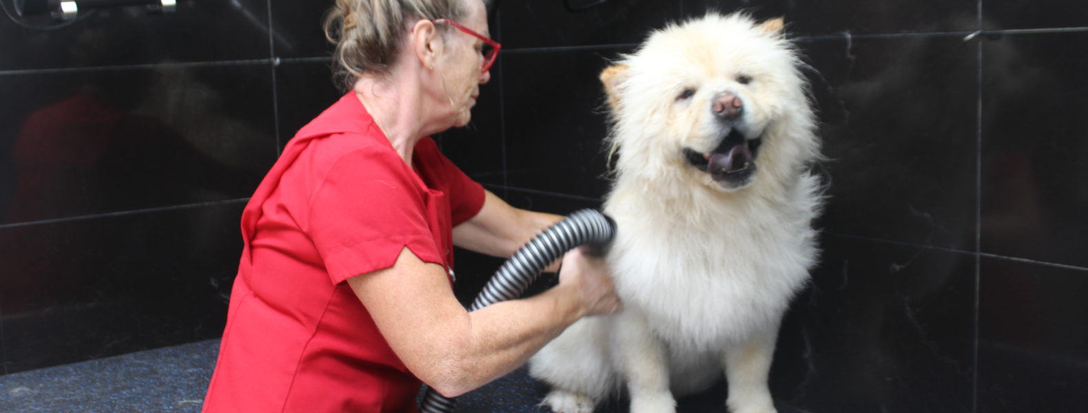 Dog Grooming Apprenticeship Hertfordshire at Socorro Smith blog