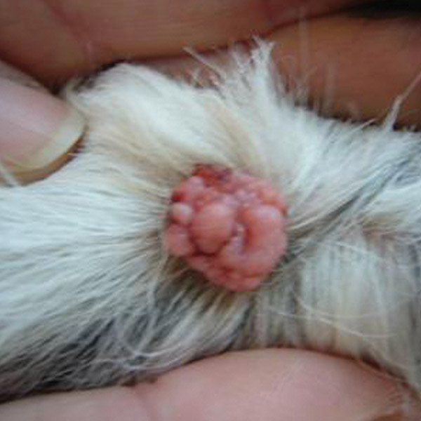 dog Dog Warts On Body