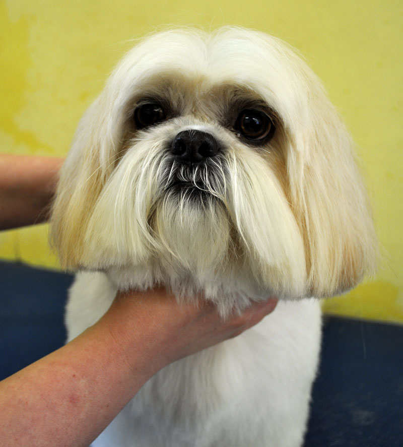 Is Honey Good For Shih Tzu