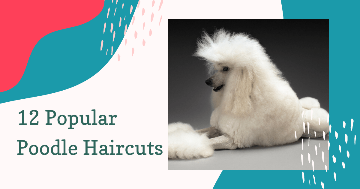 12 Popular Poodle Haircuts Groomers' Land