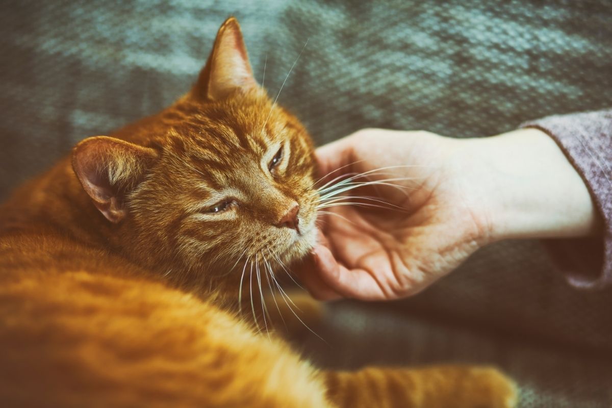 What Does a Cat PURRING Mean? Groomers' Land