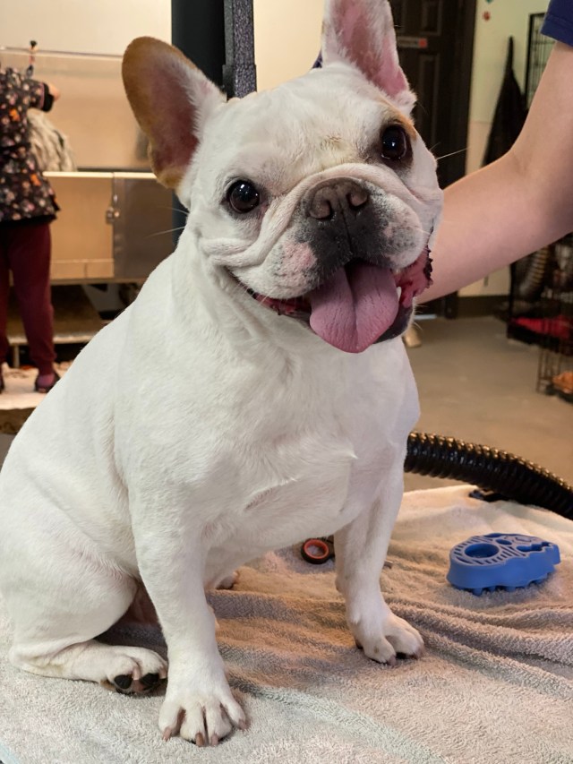 Hot Diggity Dog Grooming & Boutique