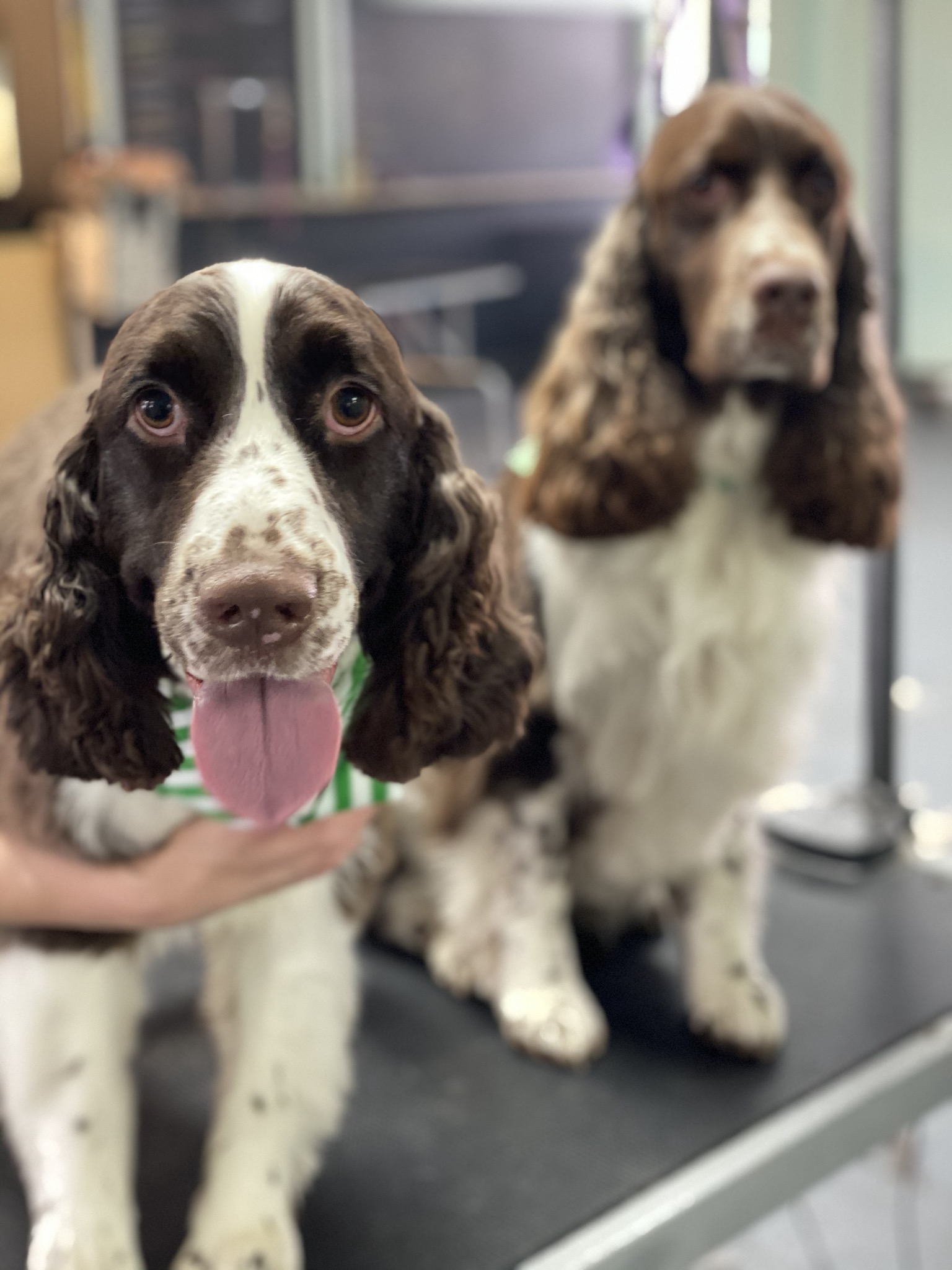 Hot Diggity Dog Grooming & Boutique