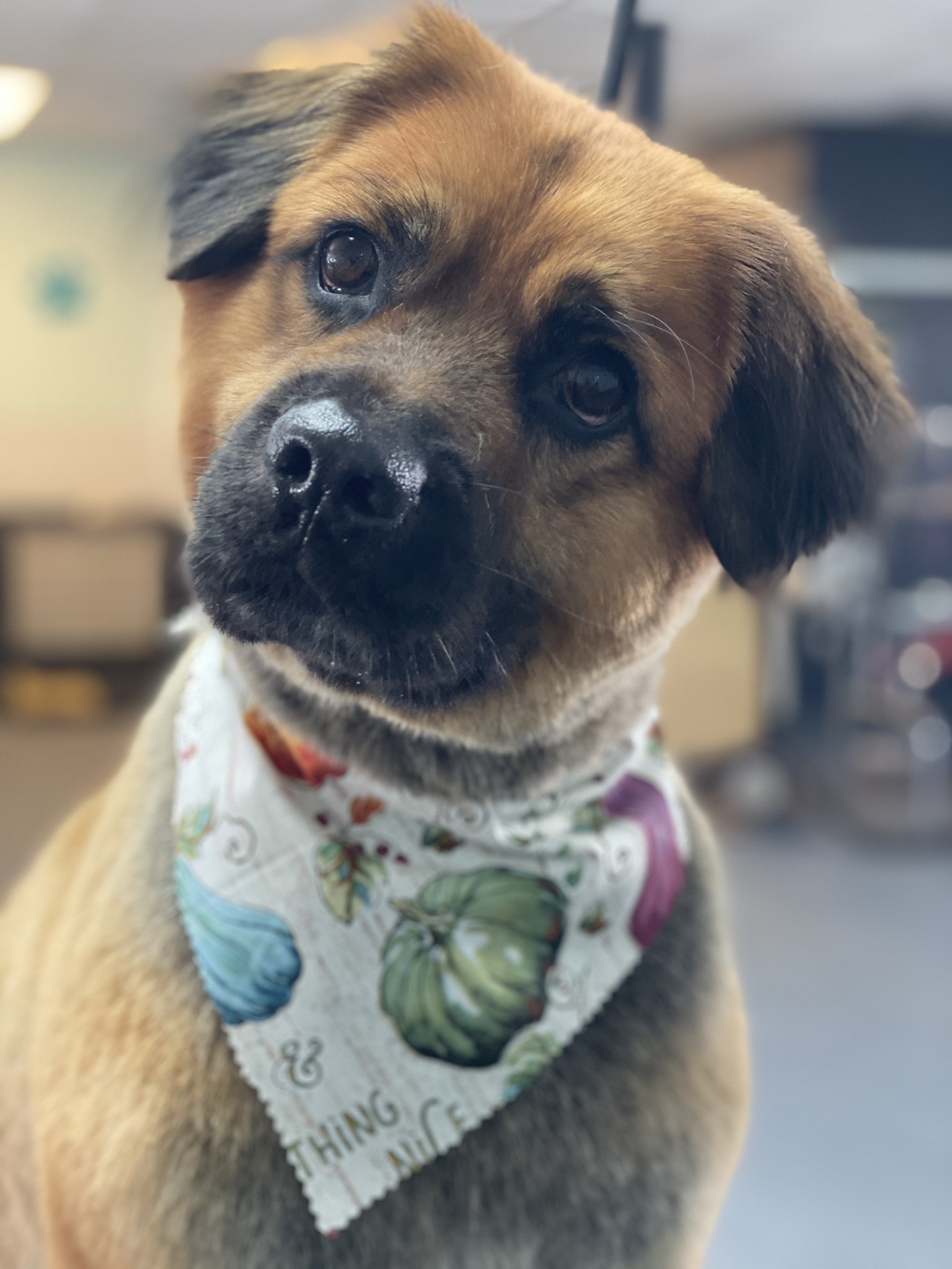 Hot Diggity Dog Grooming & Boutique