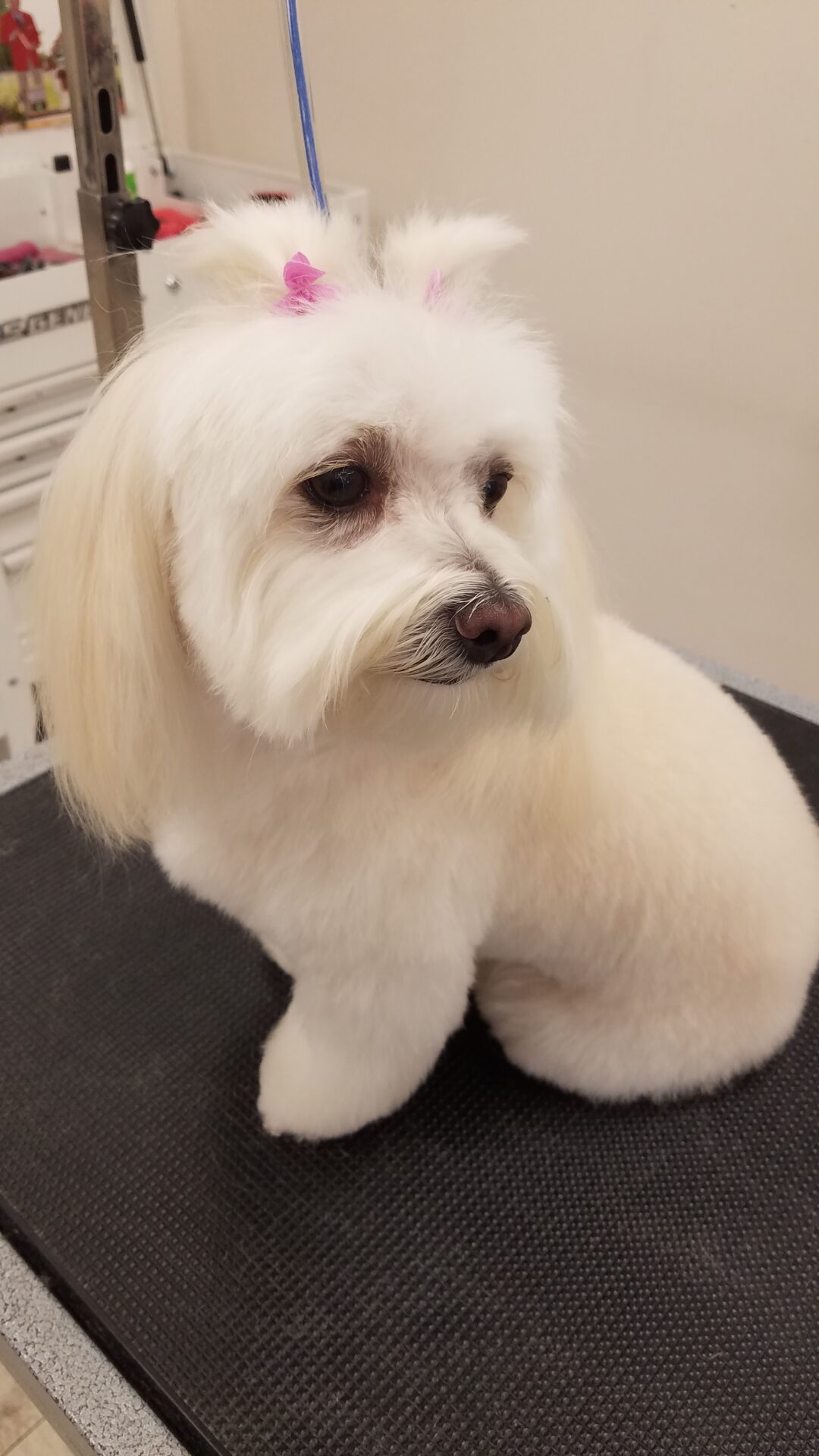 Photo Gallery Grooming by Brandy