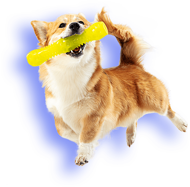 Services Grooming By Nicole