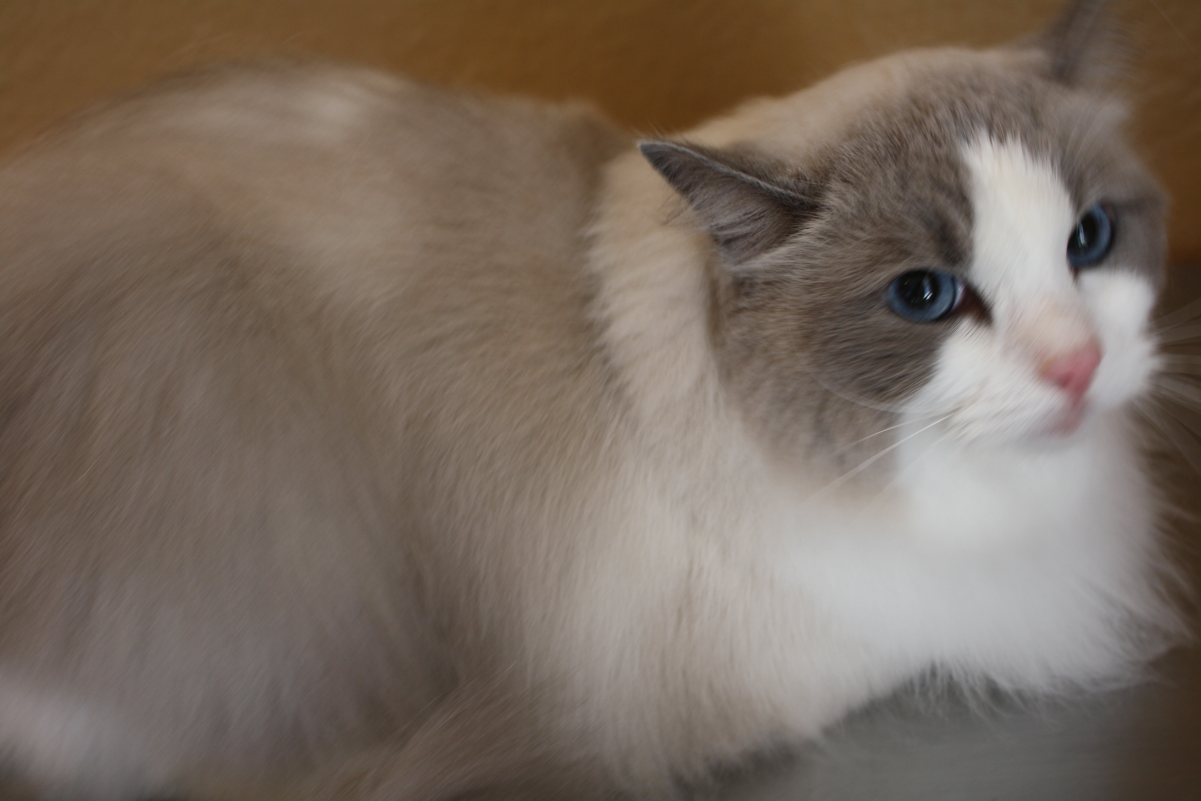 pet grooming billings montana