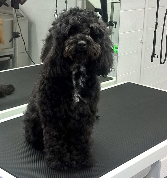 Dog Grooming Gallery at The Grooming Lodge, Downham Market