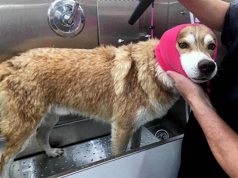 Mobile Dog Groomer Pet Grooming Mobile Dog Spa Tyler Texas