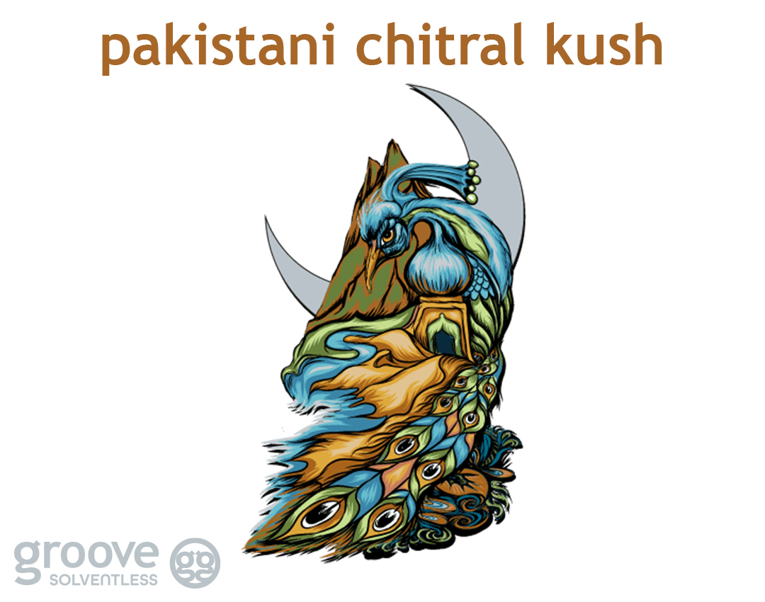 New Strain Drops North Shore Maui and Pakistani Chitral Kush Groove