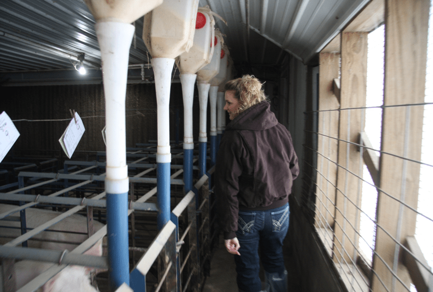 Do pig farms smell bad? Remembering My First Visit to a Pig Farm