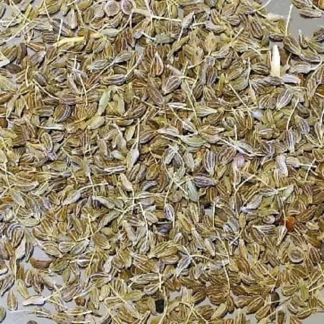 Carrot Seed Grounded Owl Botanicals