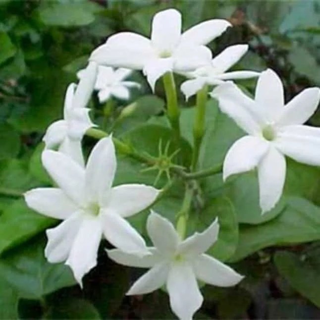 Jasmine Absolute 5 Dilution Grounded Owl Botanicals