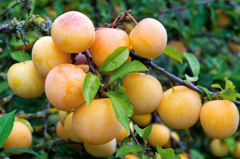 Plum snow white advantages and disadvantages of the variety