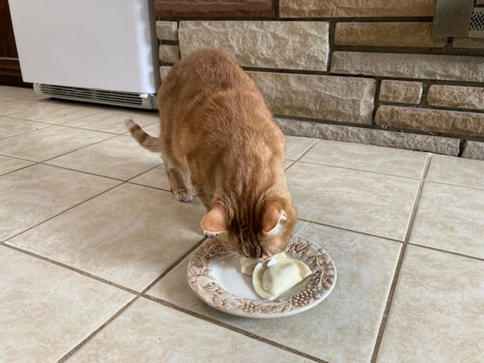 Concord Casimir from Concord, Ohio — GROUNDHOG DAY