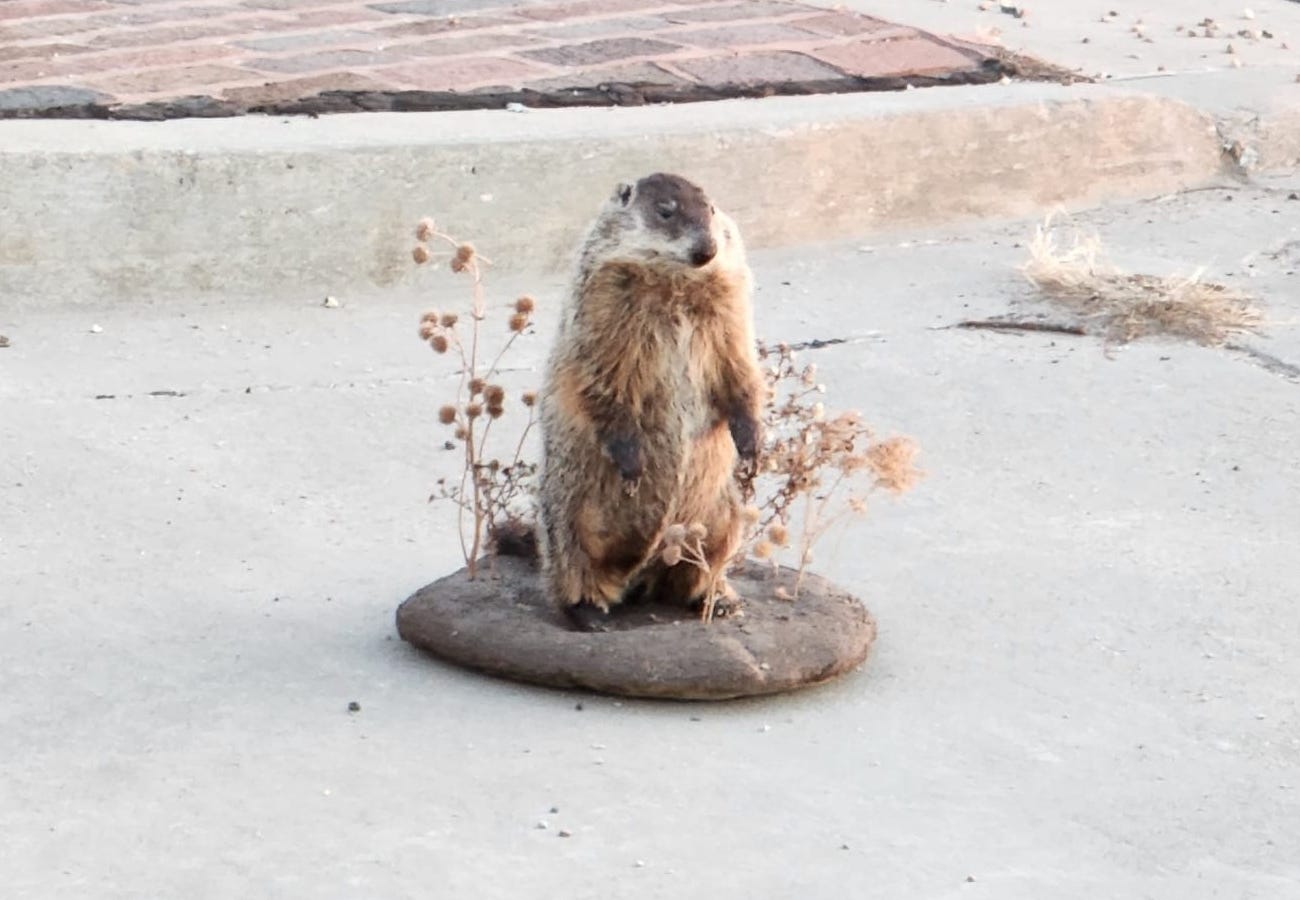 Unadilla Billie from Unadilla, Nebraska — GROUNDHOG DAY