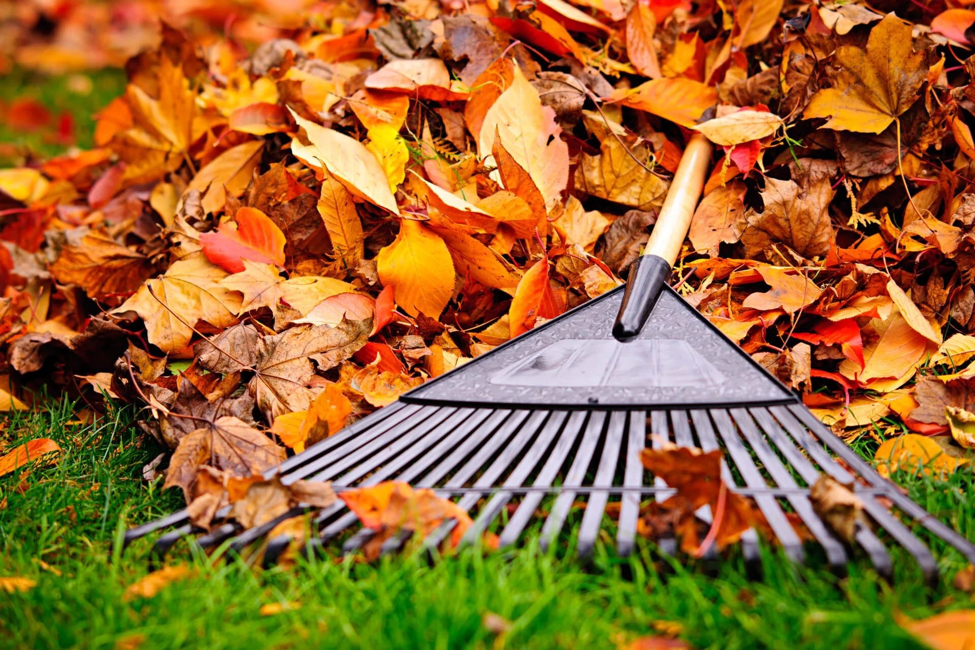 Spring and Fall Cleanups Groundhog Landscape Maintenance