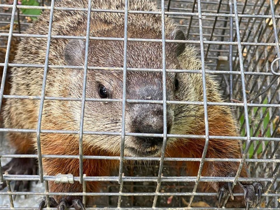 Nationwide Groundhog Trapping and Removal Services