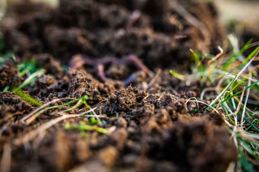 Best Worms For Composting 2022 Find The Perfect One for ALL Your Project