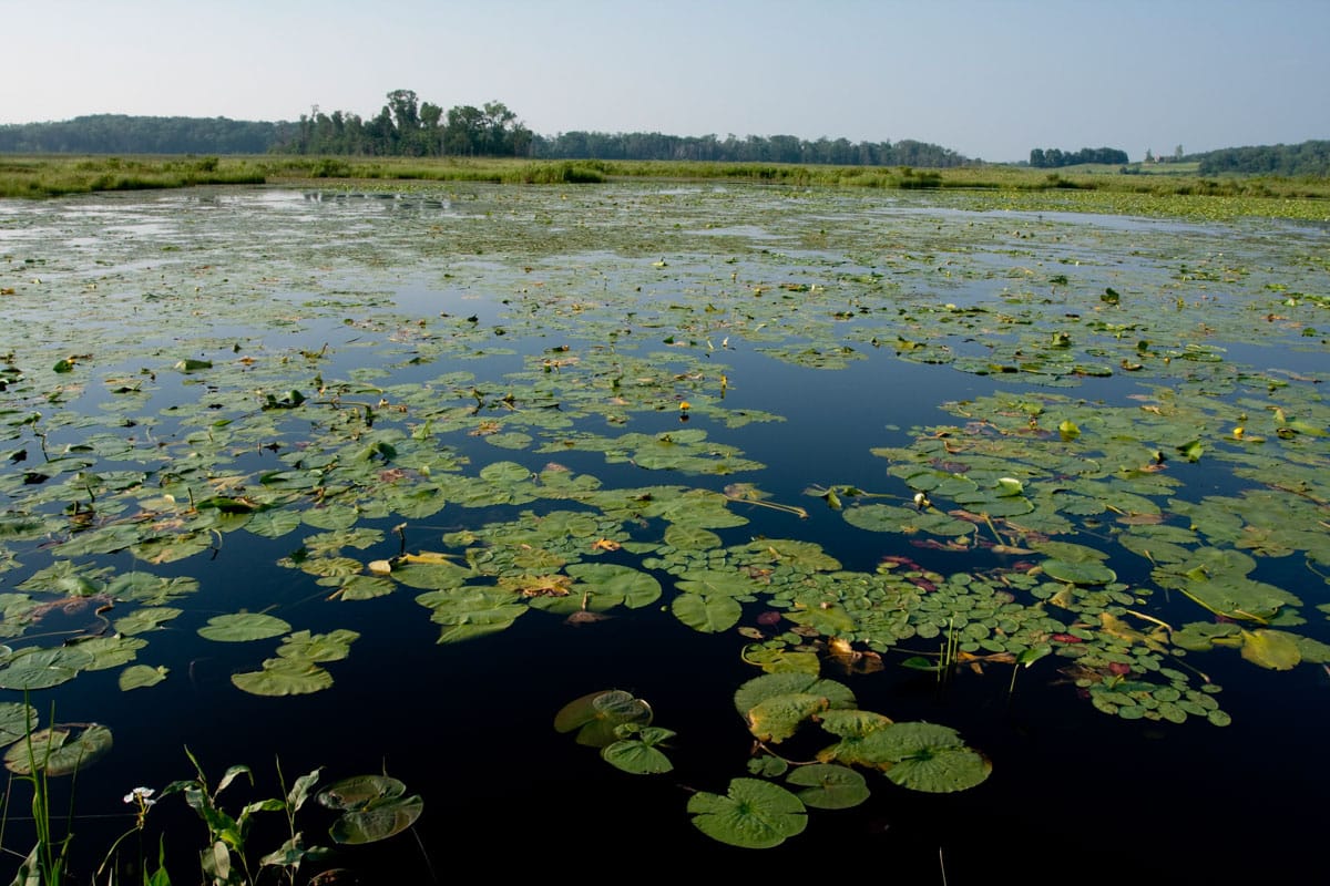 80 Acres Protected on Hook Lake Groundswell Conservancy