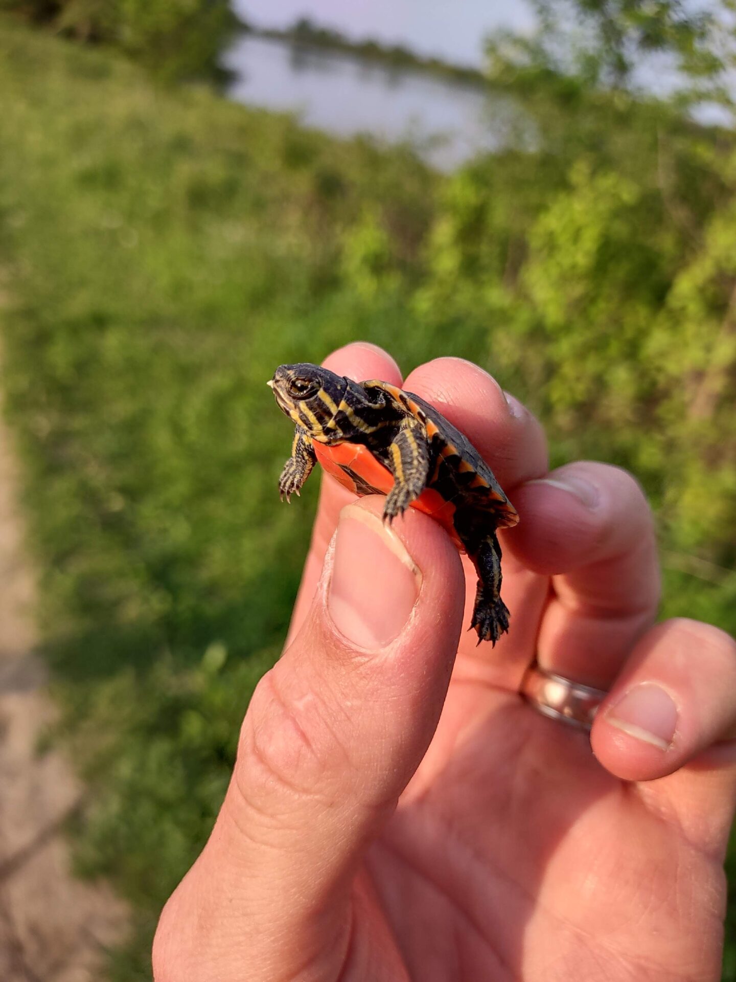 June Baby Turtles, Caterpillars, & Fawns! Groundswell Conservancy