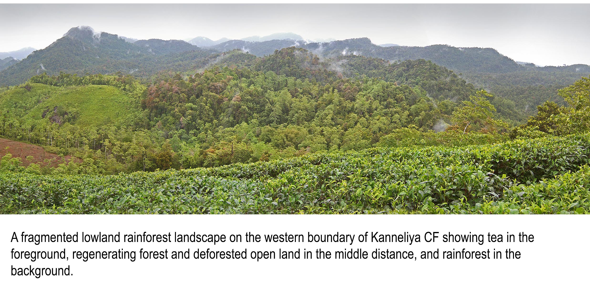 Other State Forests and the Conservation of Sri Lanka’s Rainforest