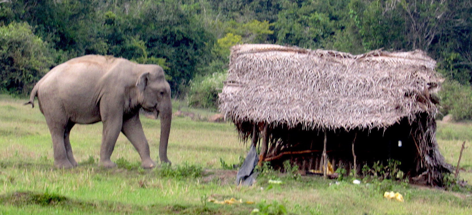 HumanElephant Conflict Lessons Not Learnt Groundviews