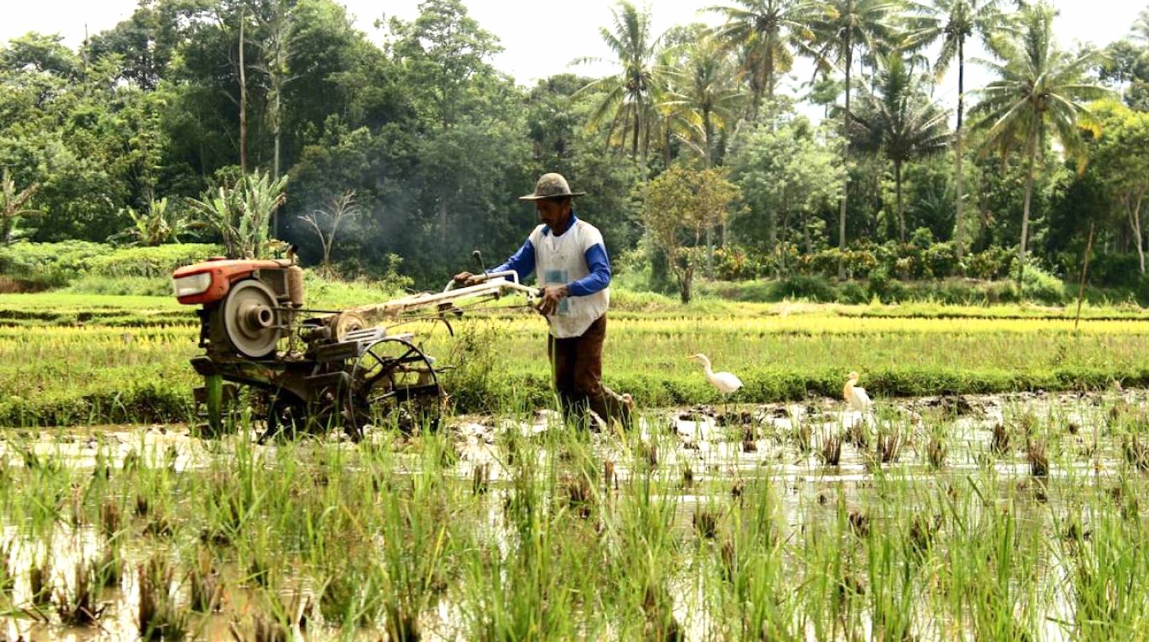 Saving Sri Lanka’s Paddy Farmers Groundviews