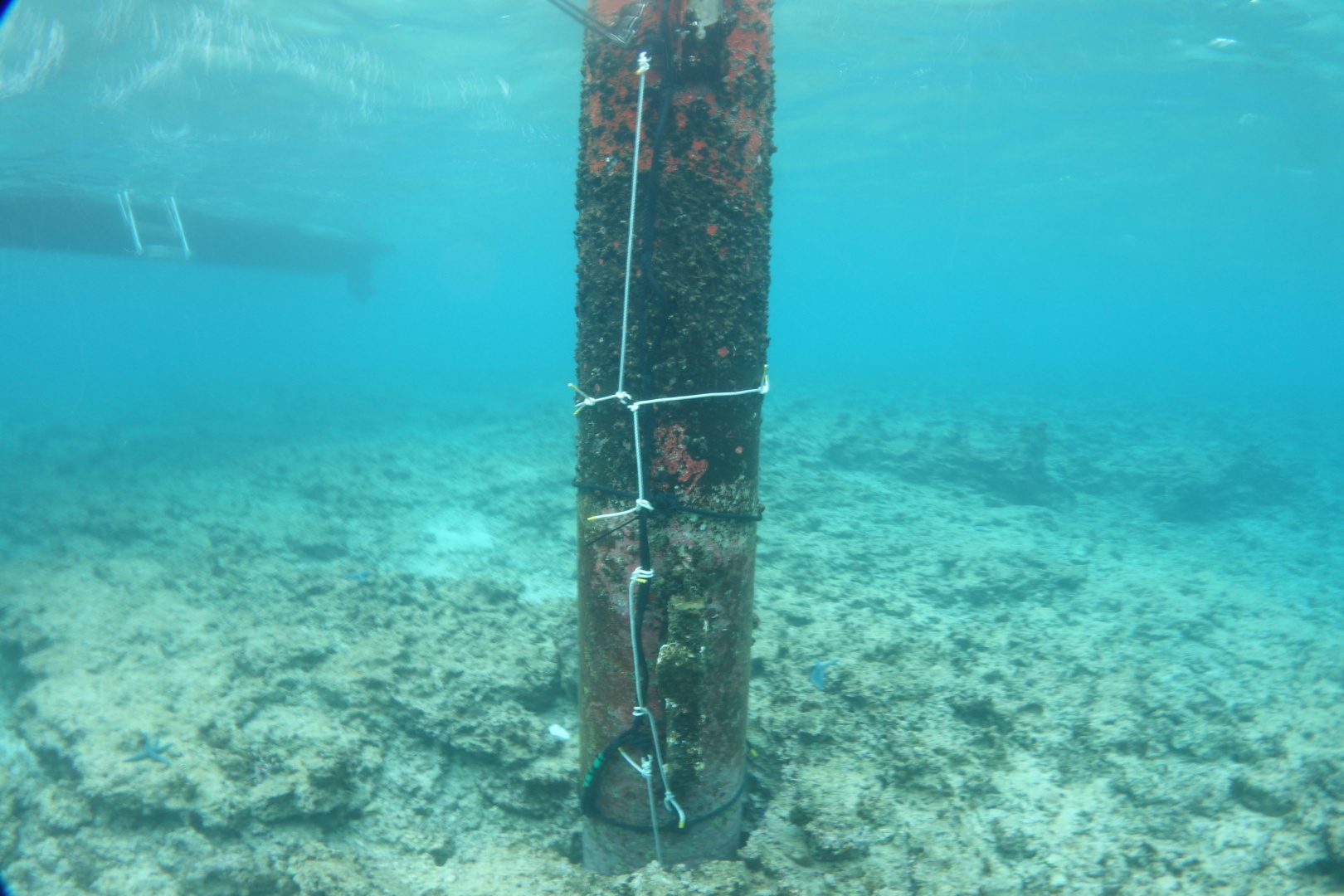 Okinawa Sea water temperature monitoring,沖縄リアルタイム海水温観測（2013.01.11