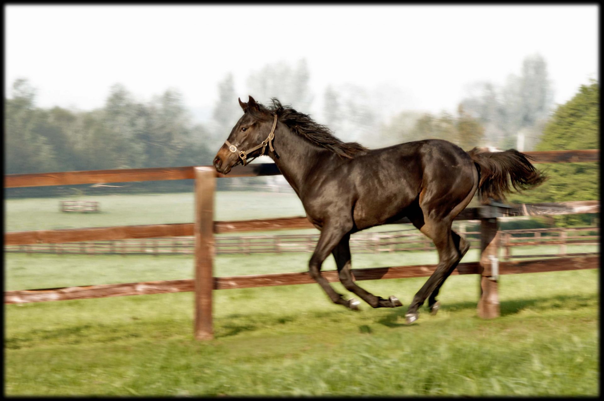 Gallery Grove Farm Stud