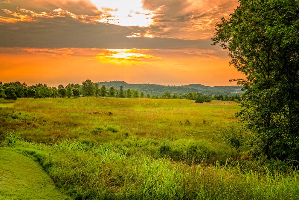 Land for Sale Nashville The Overlook The Grove