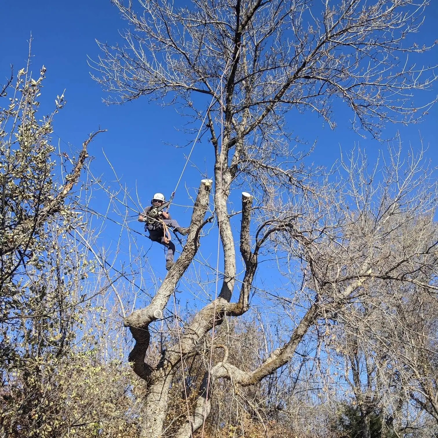 Grove Tree Care Expert Tree Services
