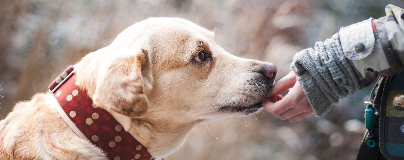 About Grove Veterinary Clinic Vet in Newport, OR 97365