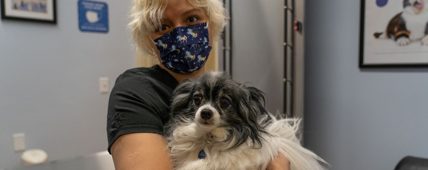 Senior Pet Wellness in Newport, OR Grove Veterinary Clinic