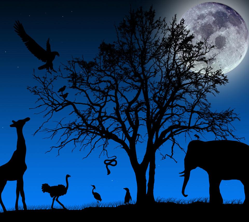 Animals of the night Inlet Grove News