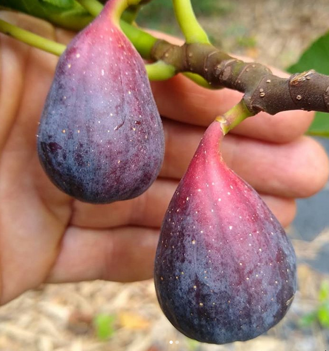 Fig Varieties