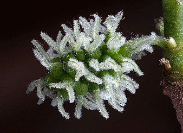 Black Mulberry, Morus nigra