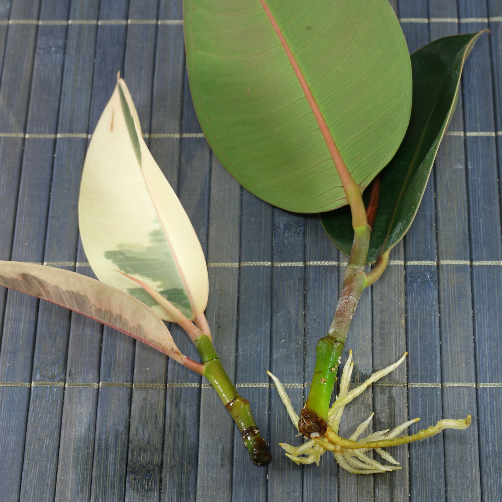 How to grow Ficus elastica from cuttings