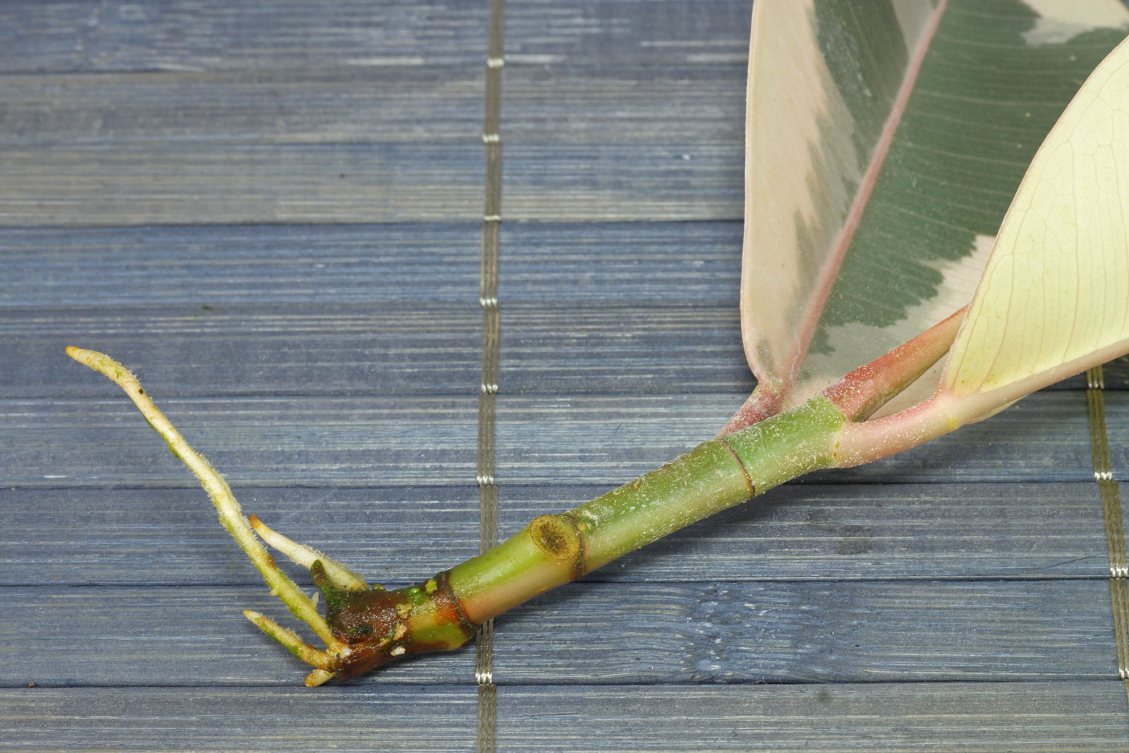 How to grow Ficus elastica from cuttings