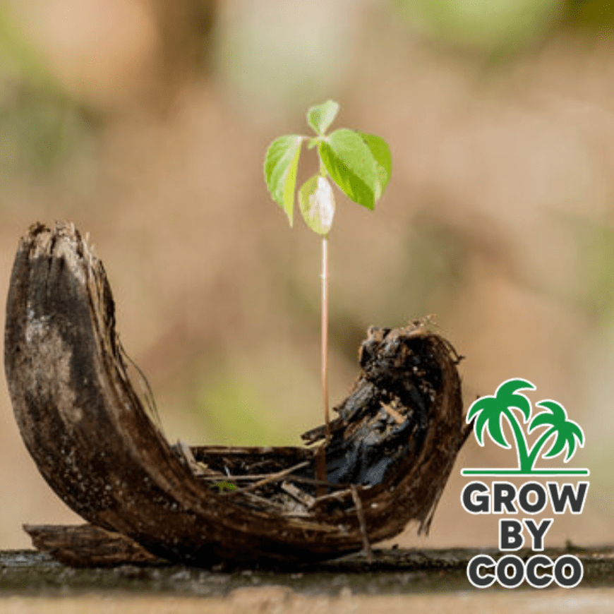 Coco husk the science behind its