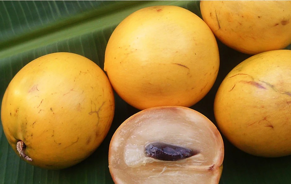 Abiu Fruit Exotic Fruit Plants (Pouteria Caimito) Growcerys