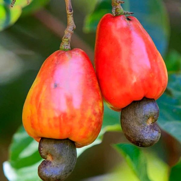 Exotic Fruit Plants Growcerys