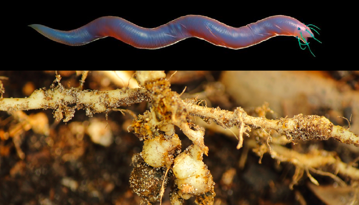Most Common Pests In Cannabis GrowDiaries