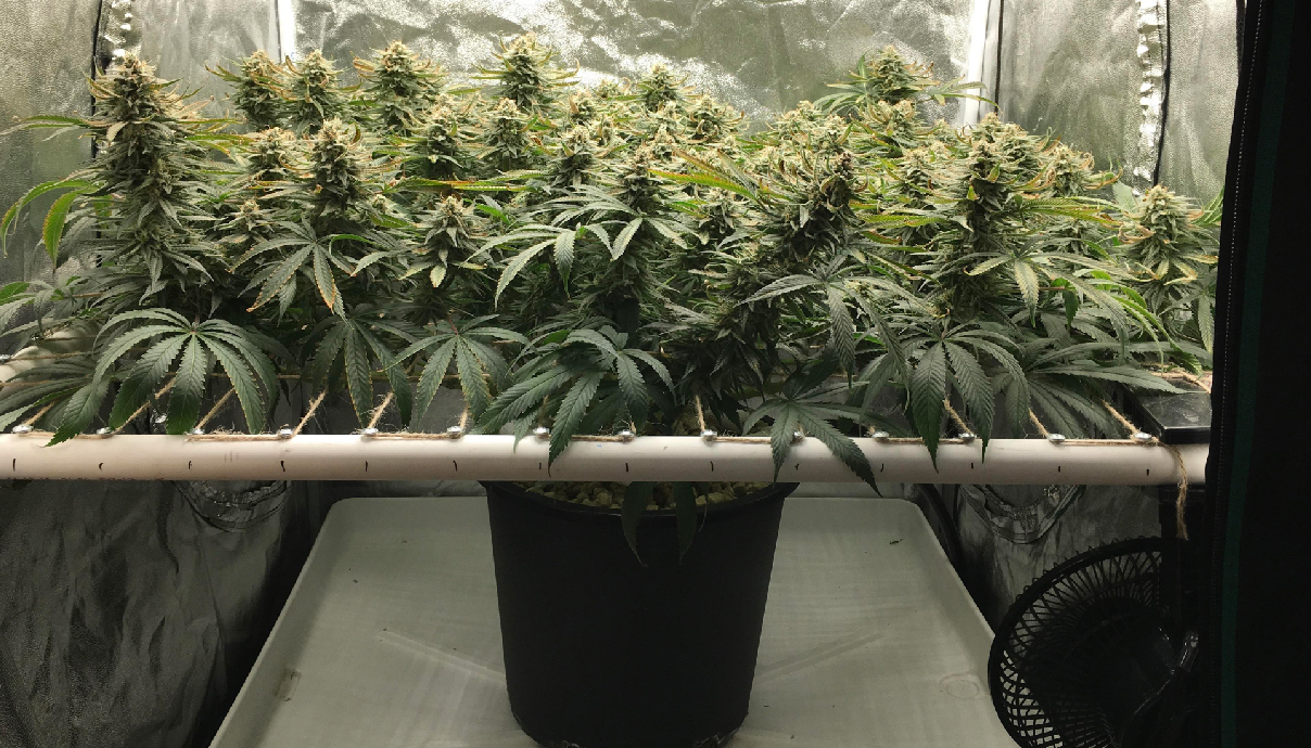 How To Do Low Stress Training (LST) On Cannabis Plants GrowDiaries