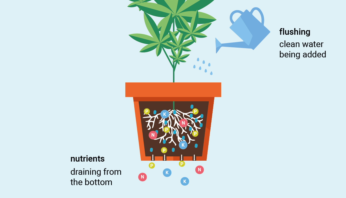 How To Flush Cannabis Plants GrowDiaries
