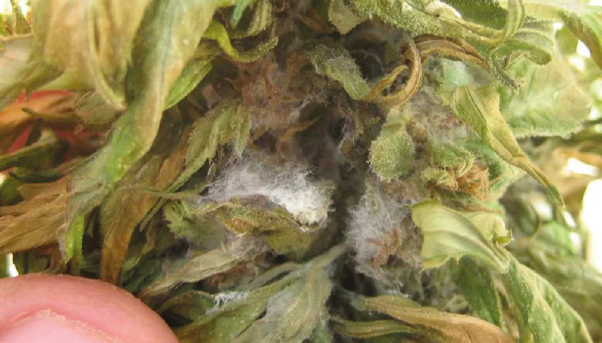 How To Prevent Mold On Cannabis Plants GrowDiaries