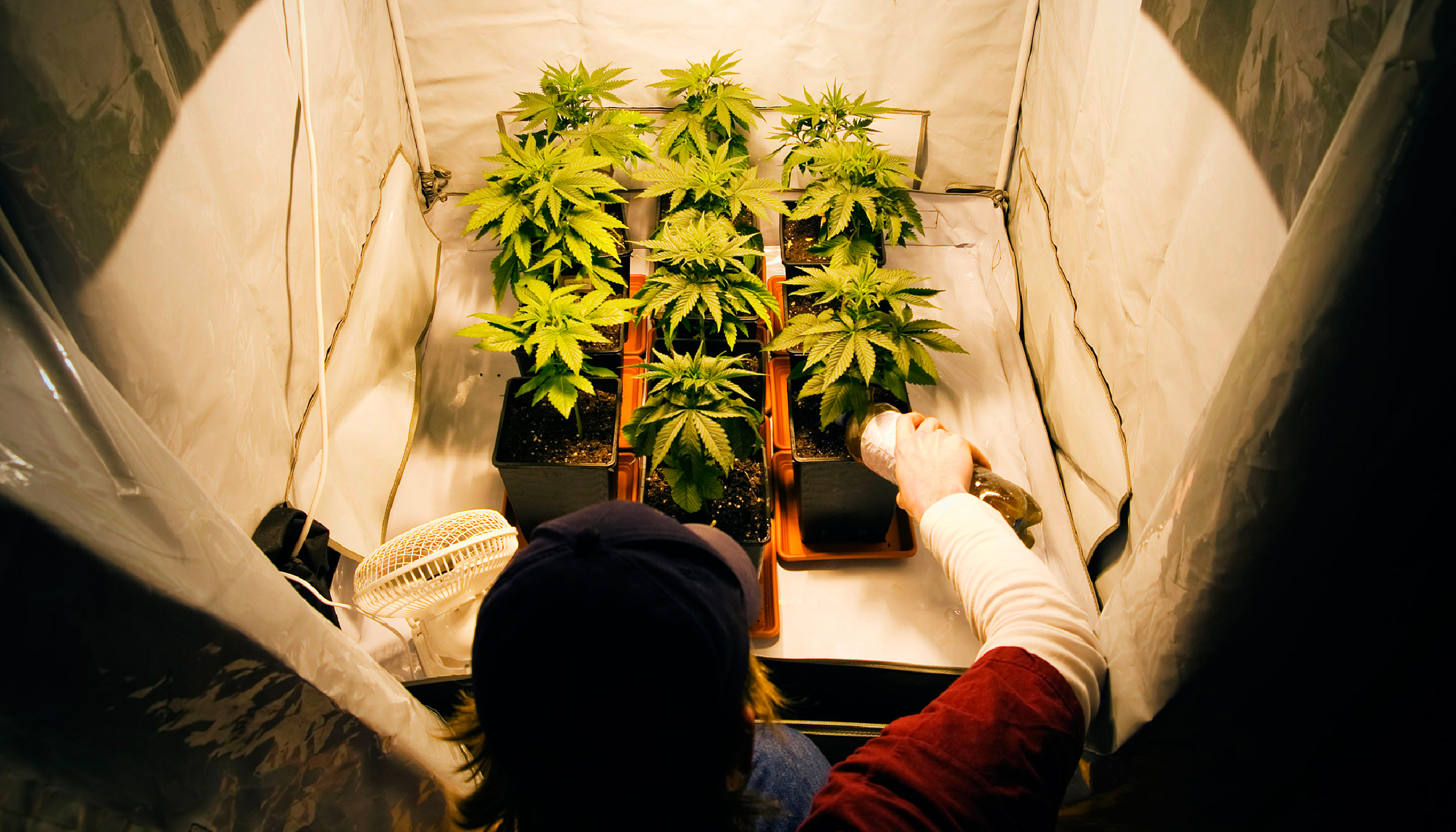 How Many Cannabis Plants Can I Grow In A Square Meter