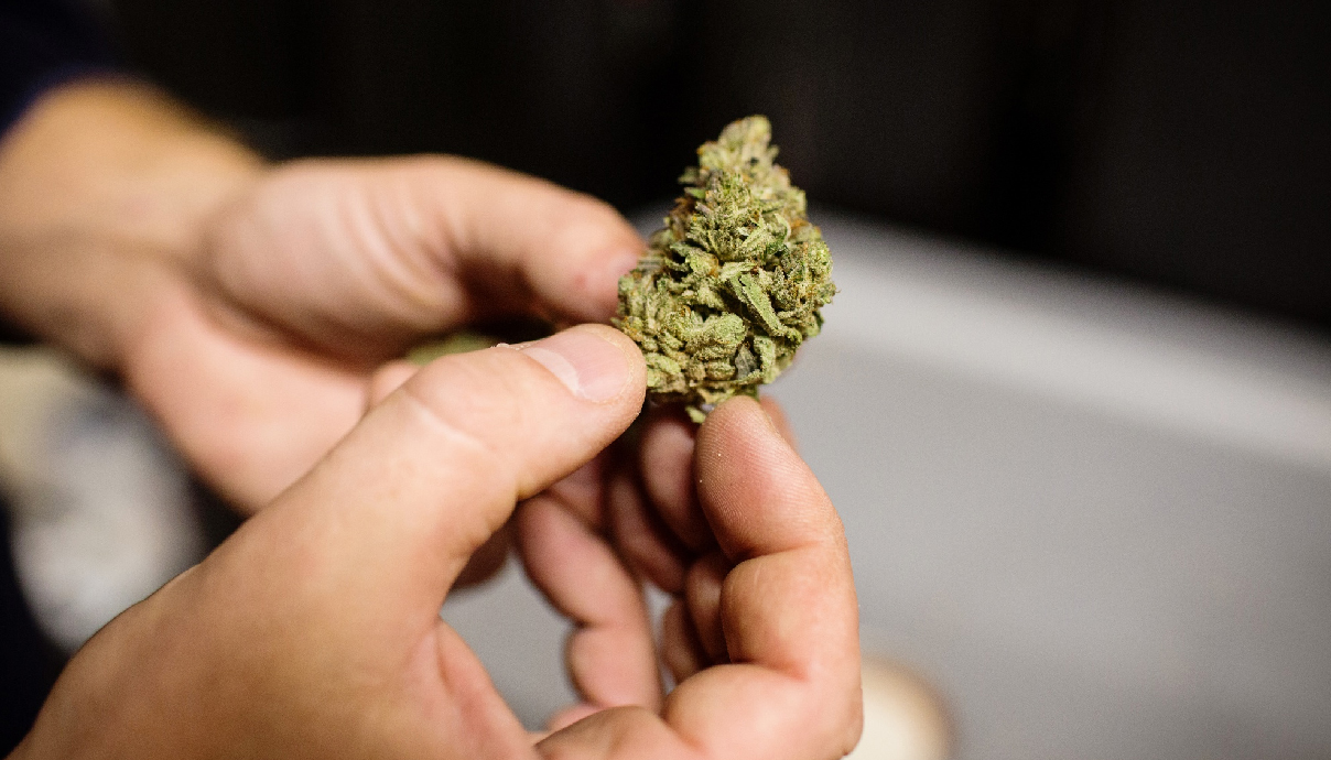 The Difference Between Good And Bad Cannabis Buds GrowDiaries
