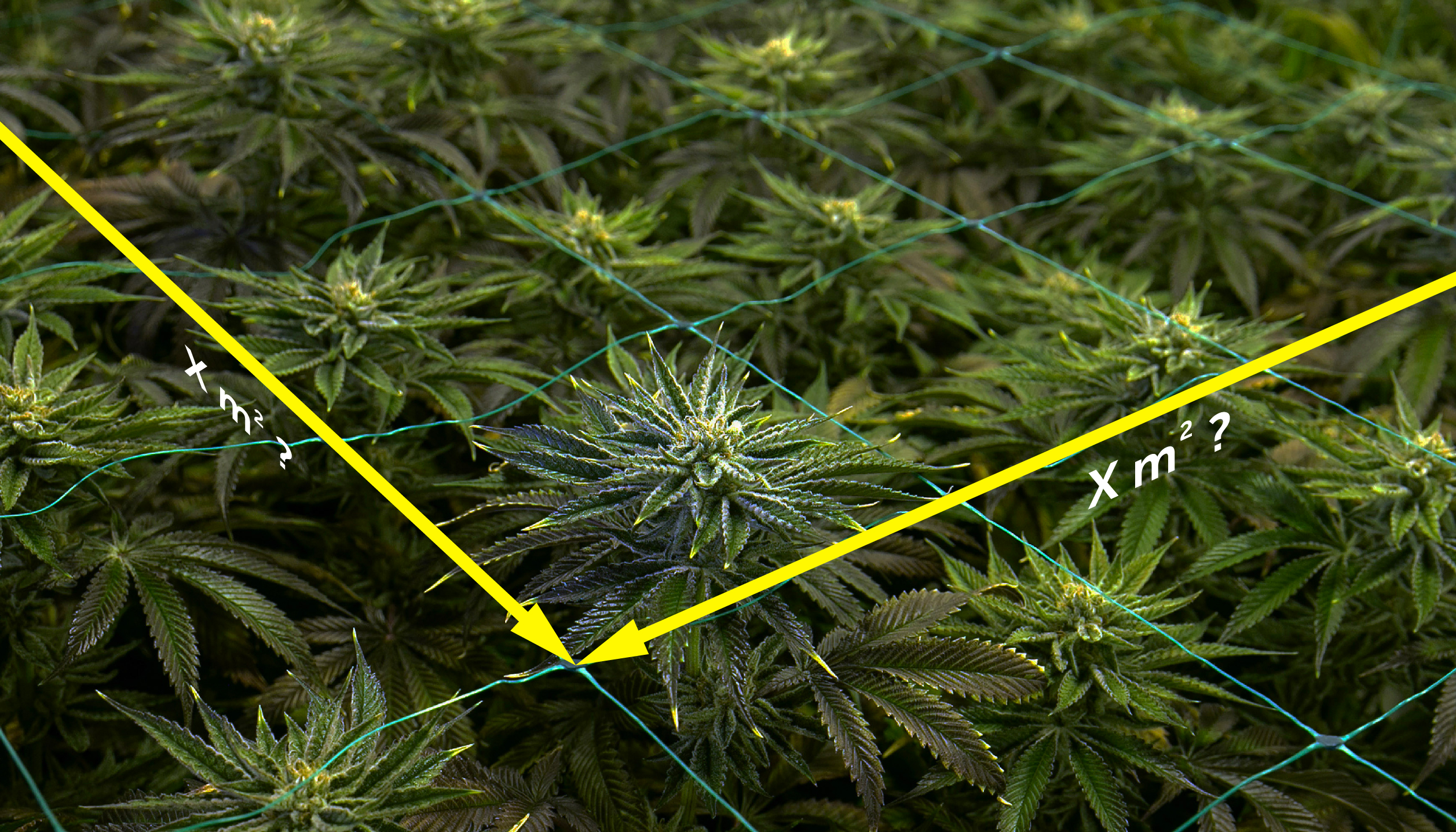 How Many Cannabis Plants Can I Grow In A Square Meter