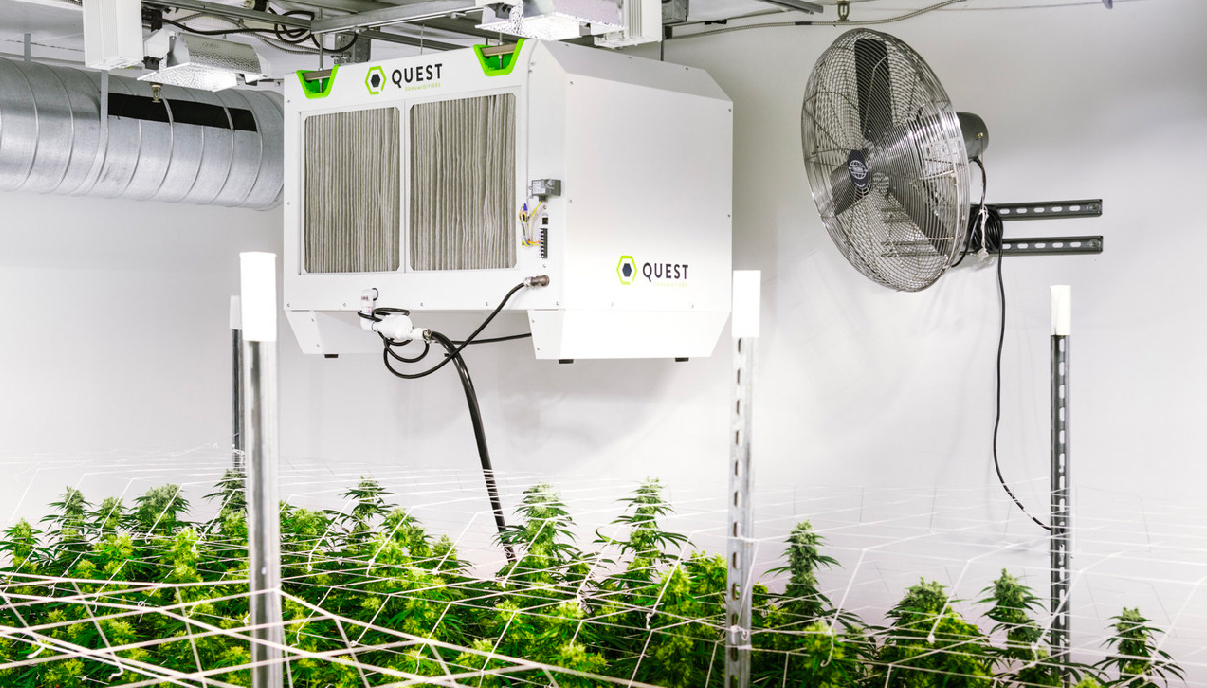 5 Top Tips On Humidity When Growing Cannabis GrowDiaries